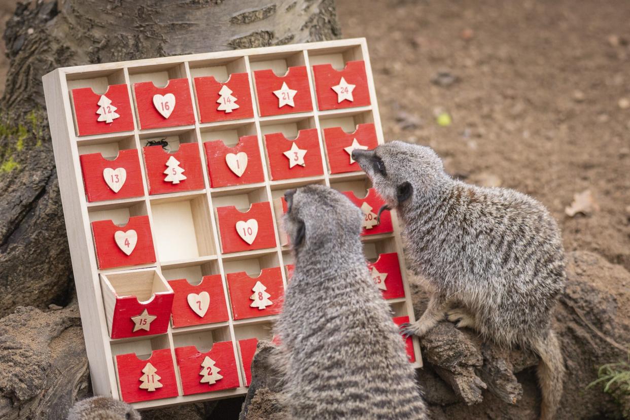 Meerkats