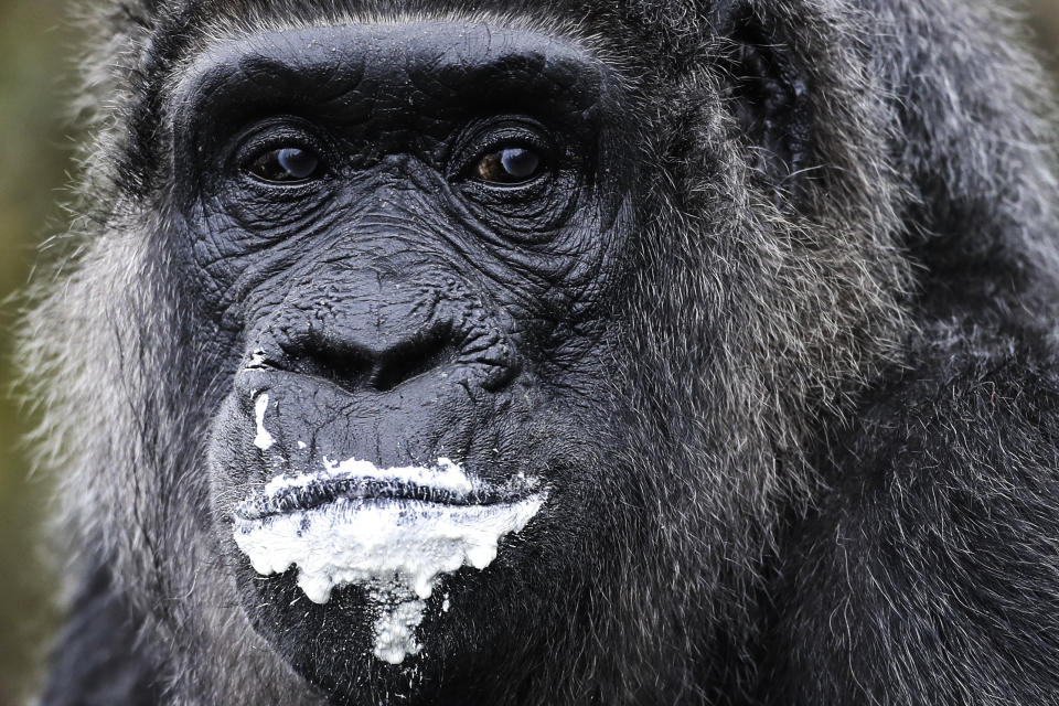 The female gorilla named Fatou eats a rice cake to celebrate her 61st birthday at the zoo in Berlin on April 13, 2018. According to zoo officials, Fatou, who is with another gorilla, Trudy, at a zoo in Little Rock, Ark., in the U.S., is one of the two oldest female gorillas in the world. Both are around 61 years old. (Photo: Markus Schreiber/AP)