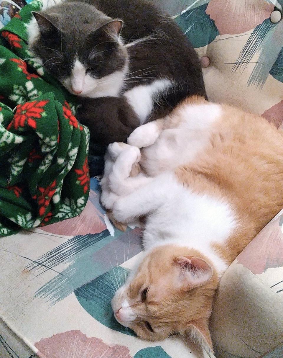 Cashew and Lil Bit at Cat Rescue and Adoption Network