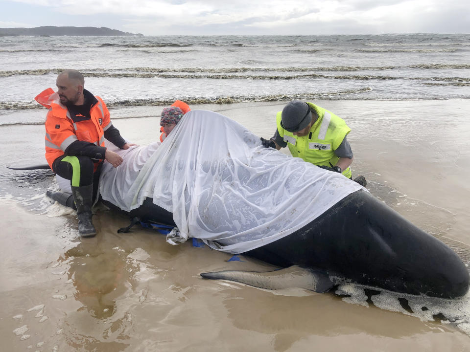 Around 380 of some 460 stranded whales were confirmed dead on Wednesday. Source: Tasmania Police