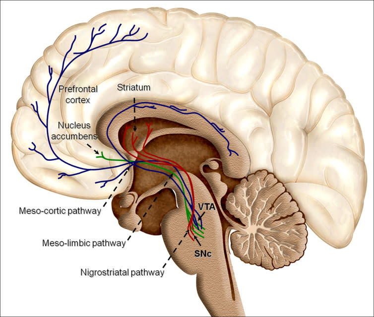 <span class="caption">Dopamine reward pathways in the human brain.</span> <span class="attribution"><span class="source">Oscar Arias-Carrión1, Maria Stamelou, Eric Murillo-Rodríguez, Manuel Menéndez-González and Ernst Pöppel. - Oscar Arias-Carrión1, Maria Stamelou, Eric Murillo-Rodríguez, Manuel Menéndez-González and Ernst Pöppel.</span>, <a class="link " href="http://creativecommons.org/licenses/by-sa/4.0/" rel="nofollow noopener" target="_blank" data-ylk="slk:CC BY-SA;elm:context_link;itc:0;sec:content-canvas">CC BY-SA</a></span>