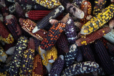 New varieties of corn, grown by associate professor Seth Murray at Texas A&M University to explore the variation of color flavor and taste, are photographed in College Station, Texas, U.S., May 23, 2018. REUTERS/Adrees Latif