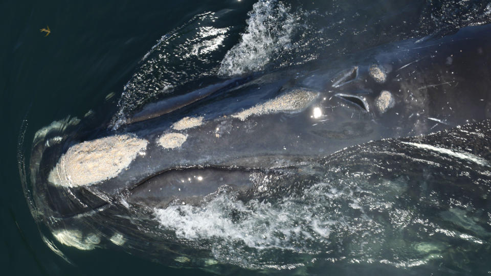 Close-up shot of a North Atlantic right whale showcasing the callosities or thickened patches of tissues that allow scientists to identify individual whales through these unique markings. (HitPlay Productions)