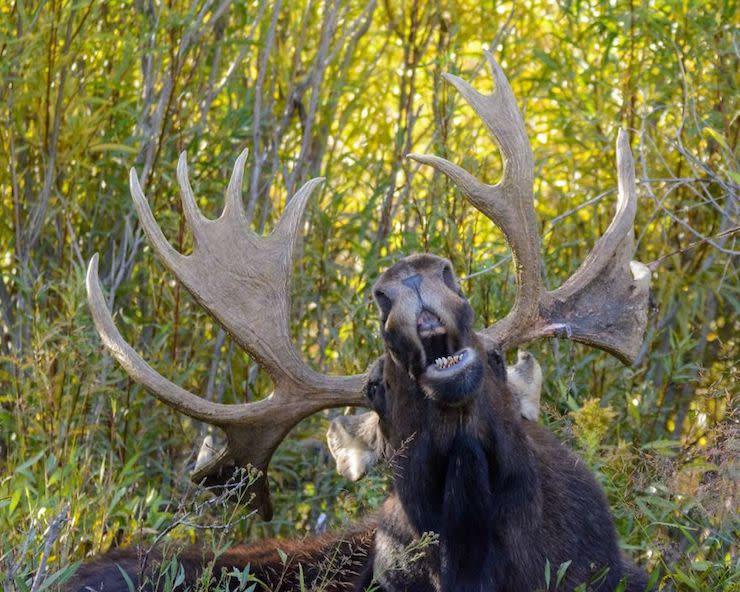 Les photos les plus drôles d’animaux