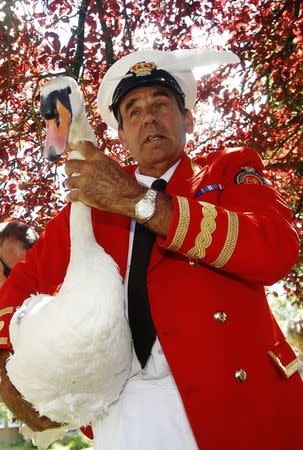 The Queen's Swan Marker David Barber carries a swan back to the river during the annual Swan Upping ceremony on the River Thames between Shepperton and Windsor in southern England July 14, 2014. REUTERS/Luke MacGregor