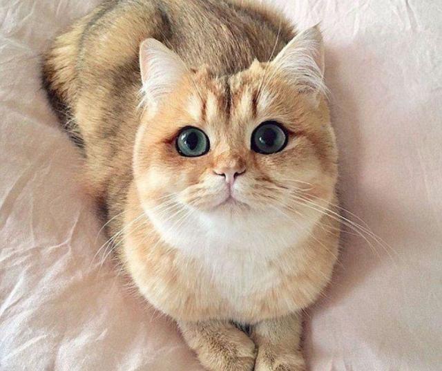 Most Dedicated Cat Breeds: Here are 10 of the most loyal breeds of cute cats  - including the gorgeous Exotic Shorthair