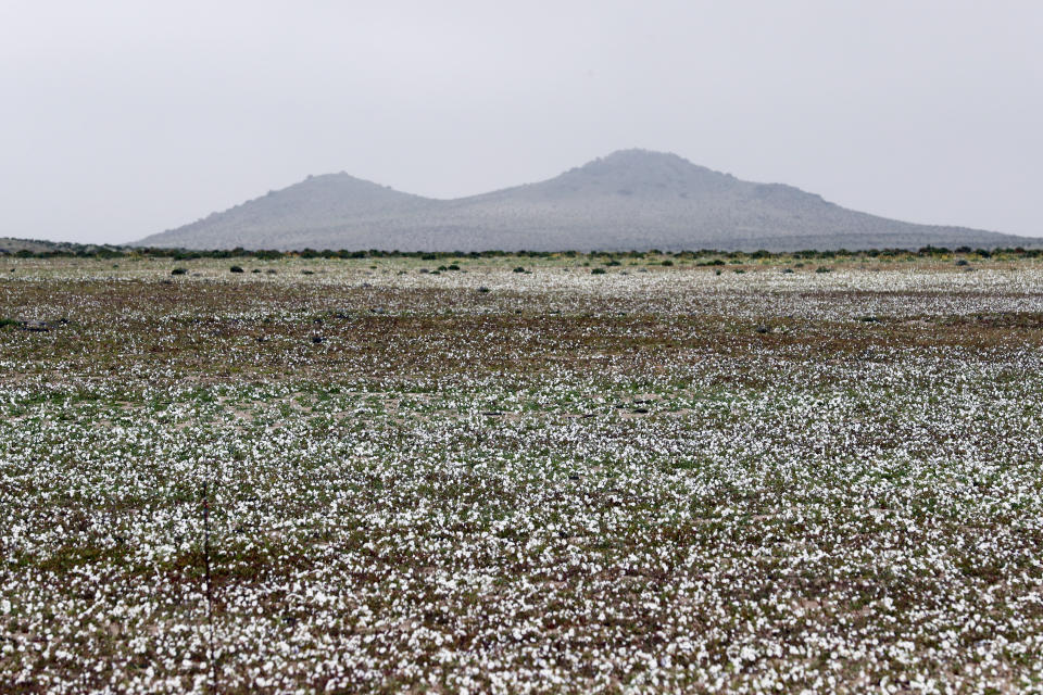 (FOTOS) Florece en Chile el desierto más árido del mundo