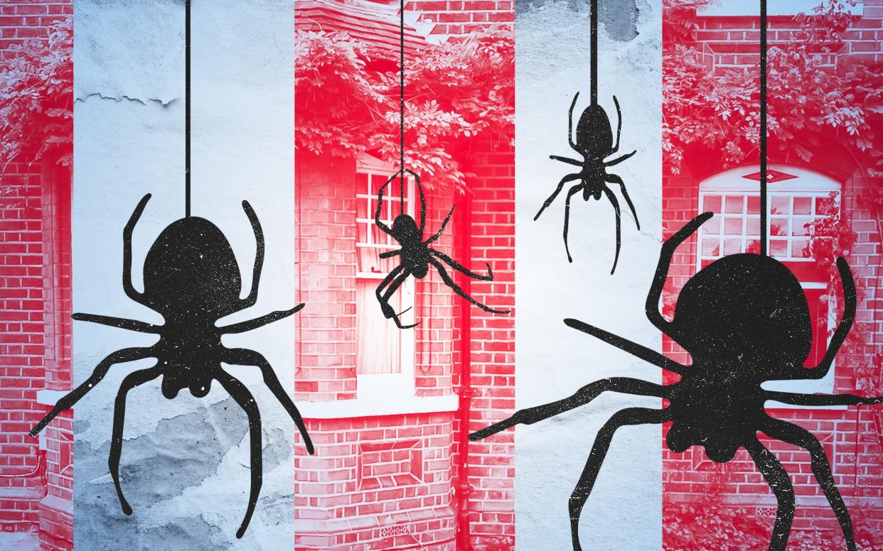 There are no dangerous spiders in the UK, but many would still prefer to be rid of these eight-legged creatures