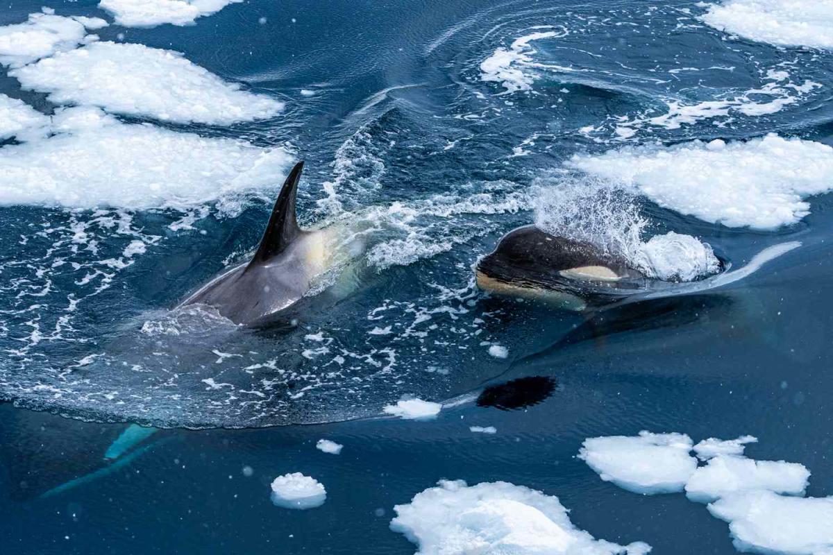 A Pod of at Least 10 Killer Whales Is Reportedly Trapped in Sea Ice off the  Coast of Japan