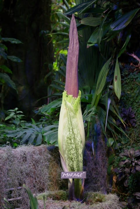 Rare flower that smells like 'sweaty feet' will bloom in San Francisco