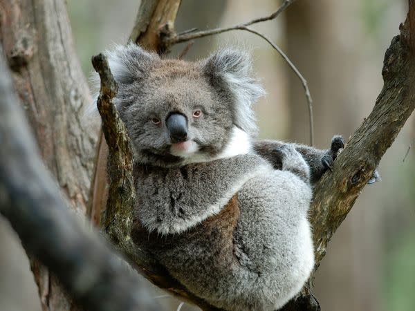 A heavy-lidded koala keeps its cool nestled in an Adelaide tree. These eastern Australian residents spend most of their time dozing in eucalyptus trees, waking up at night to feed on the trees' tough leaves.