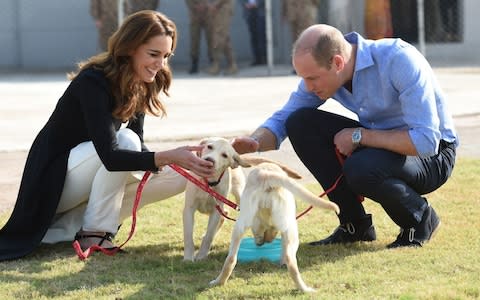 William and Kate meet puppies in training to find IEDs - Credit: Rex