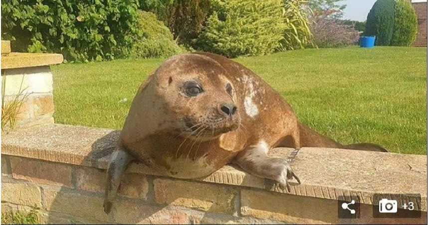 1名婦人在自家庭院發現有海豹在做日光浴，讓她又驚又喜，趕忙通報相關單位來協助。（圖／翻攝自Dailymail）