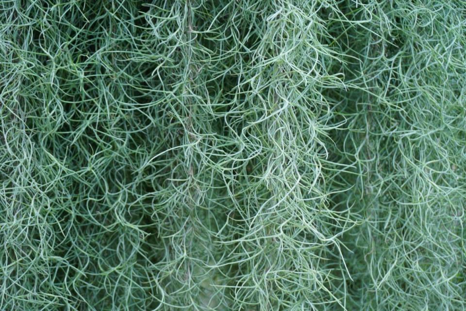 Close up of Spanish moss