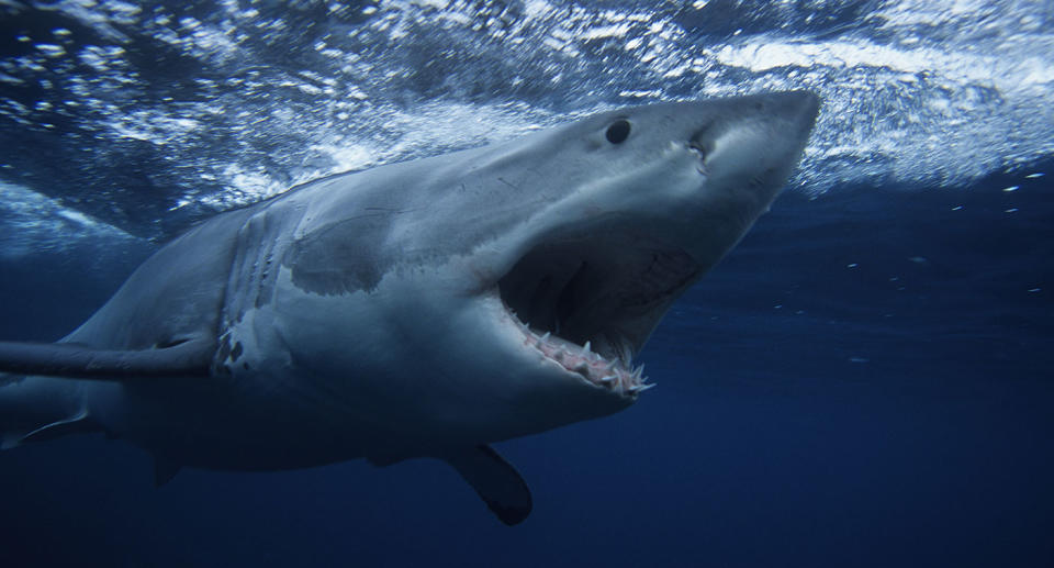 Pictured is a shark in the ocean, to illustrate shark attacks.