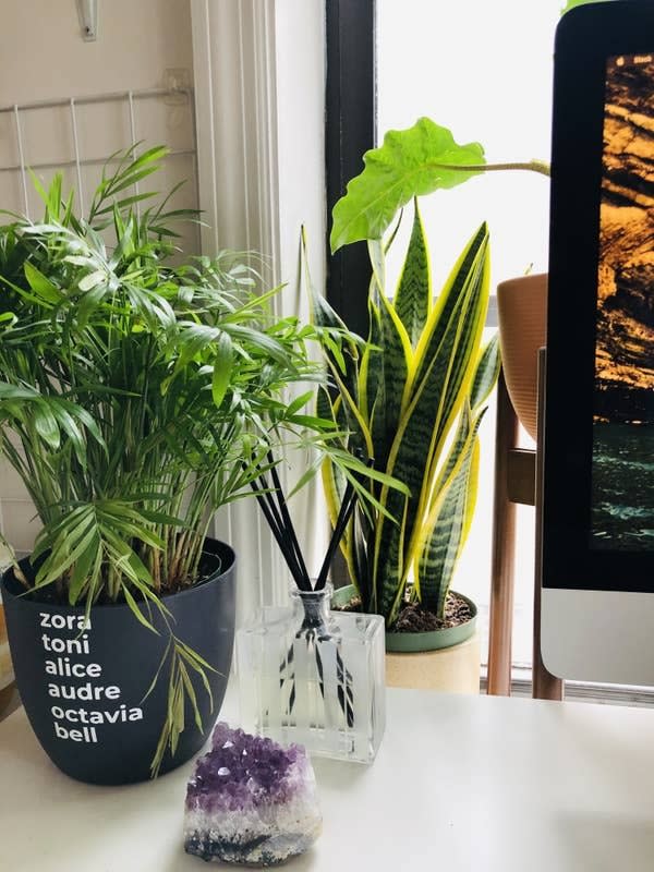 It'll grow whether you put it in a well-lit spot or darker corner. <br /><br />Note: This plant shouldn't be consumed by you or pets!<br /><br /><a href="https://heyrooted.com/pages/our-story" target="_blank" rel="nofollow noopener noreferrer" data-skimlinks-tracking="5929401|xid:fr1623169240967jbj" data-vars-affiliate="heyrooted.com" data-vars-href="https://heyrooted.com/pages/our-story" data-vars-keywords="cleaning" data-vars-link-id="16682390" data-vars-price="" data-vars-product-id="21088348" data-vars-product-img="" data-vars-product-title="" data-vars-retailers="" data-ml-dynamic="true" data-ml-dynamic-type="sl" data-orig-url="https://heyrooted.com/pages/our-story" data-ml-id="42">Rooted</a> is an Asian American-owned small business known for their small, medium and large plants and plant-friendly accessories, including potting mix and planters. <br /><strong><a href="https://heyrooted.com/products/snake-plant-laurentii" target="_blank" rel="noopener noreferrer">﻿<br />Get it from Rooted for $19+ (available in two sizes).</a> </strong>