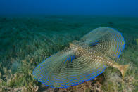 <p>Diving off Blue Bead Hole, St Eustatius, Caribbean, Mike used a slow shutter speed to capture the motion of this ‘flying’ gurnard. The fish’s large pectoral fins are divided into a shorter forward fin with spines, which it uses to ‘walk’ around and to poke the ocean floor for food, and a larger wing-like part. The fins are usually held against its body but, when threatened, the fish expands them to scare away predators.<br><br><br>(Wildlife Photographer of the Year) </p>