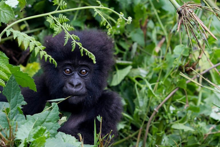 Adventure tourists keen to see gorillas up close are flocking to Rwanda