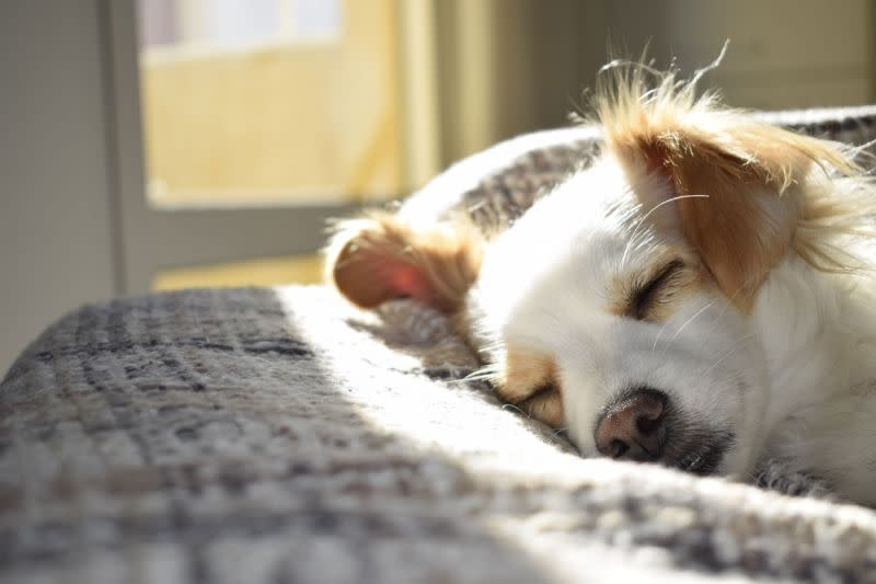 ▲給狗狗安靜、穩定的睡眠時間非常重要。（圖／pexels）