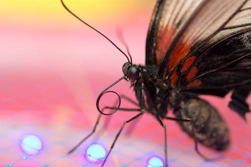   <span class="attribution"><a class="link " href="https://www.shutterstock.com/image-photo/portrait-butterfly-macro-128673191" rel="nofollow noopener" target="_blank" data-ylk="slk:Shutterstock;elm:context_link;itc:0;sec:content-canvas">Shutterstock</a></span>