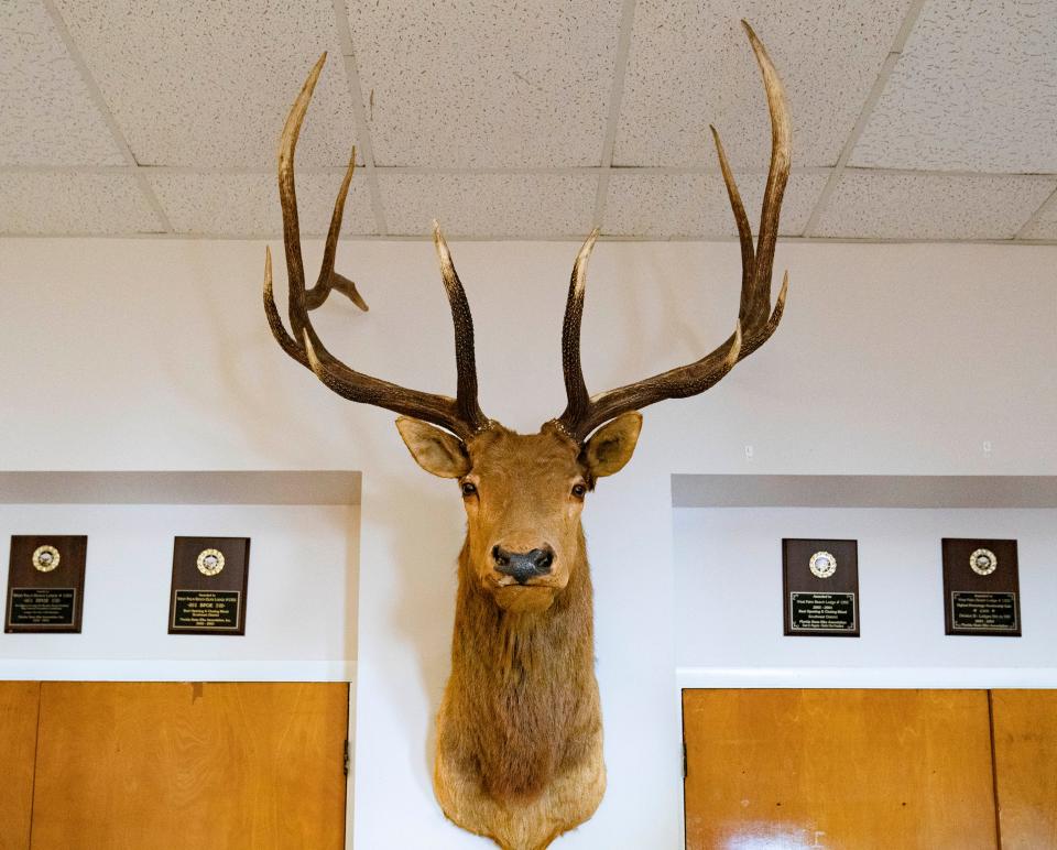 An elk is mounted on the wall at Elks Lodge 1352 on February 7, 2024 in West Palm Beach, Florida.