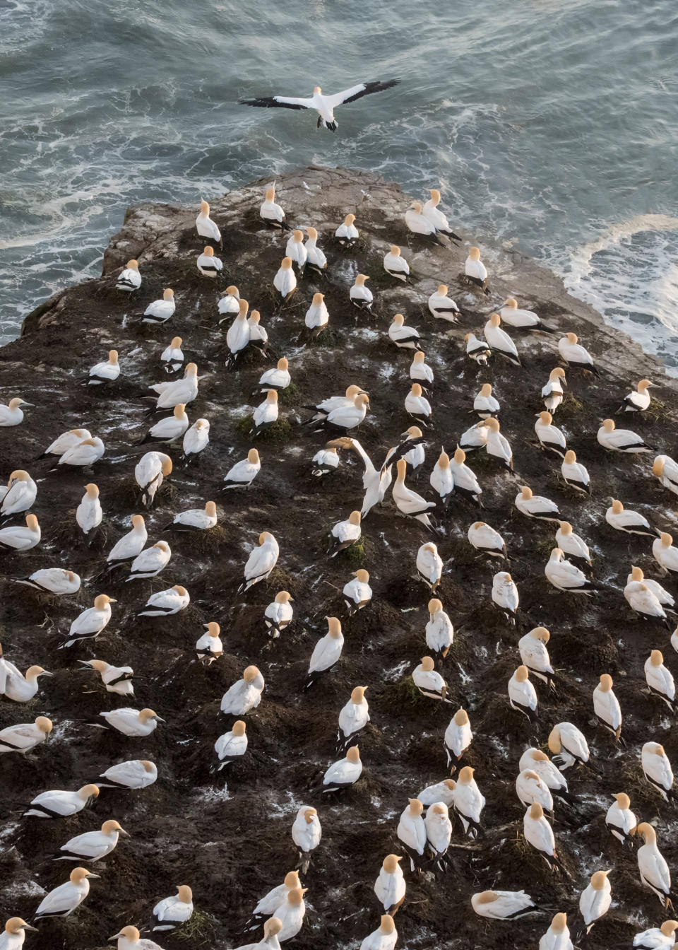 'The leader': A group of gannets rest on a rock on Muriwai beach, New Zealand.