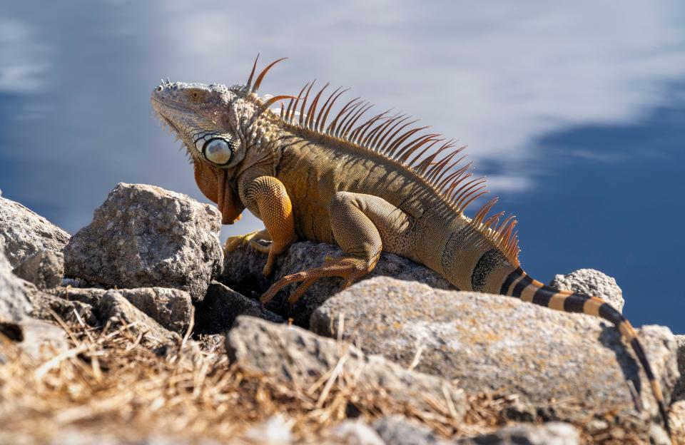 A iguana rests on some rocks at the Arthur R. Marshall Loxahatchee National Wildlife Refuge in western Palm Beach County, Florida on November 7, 2023.