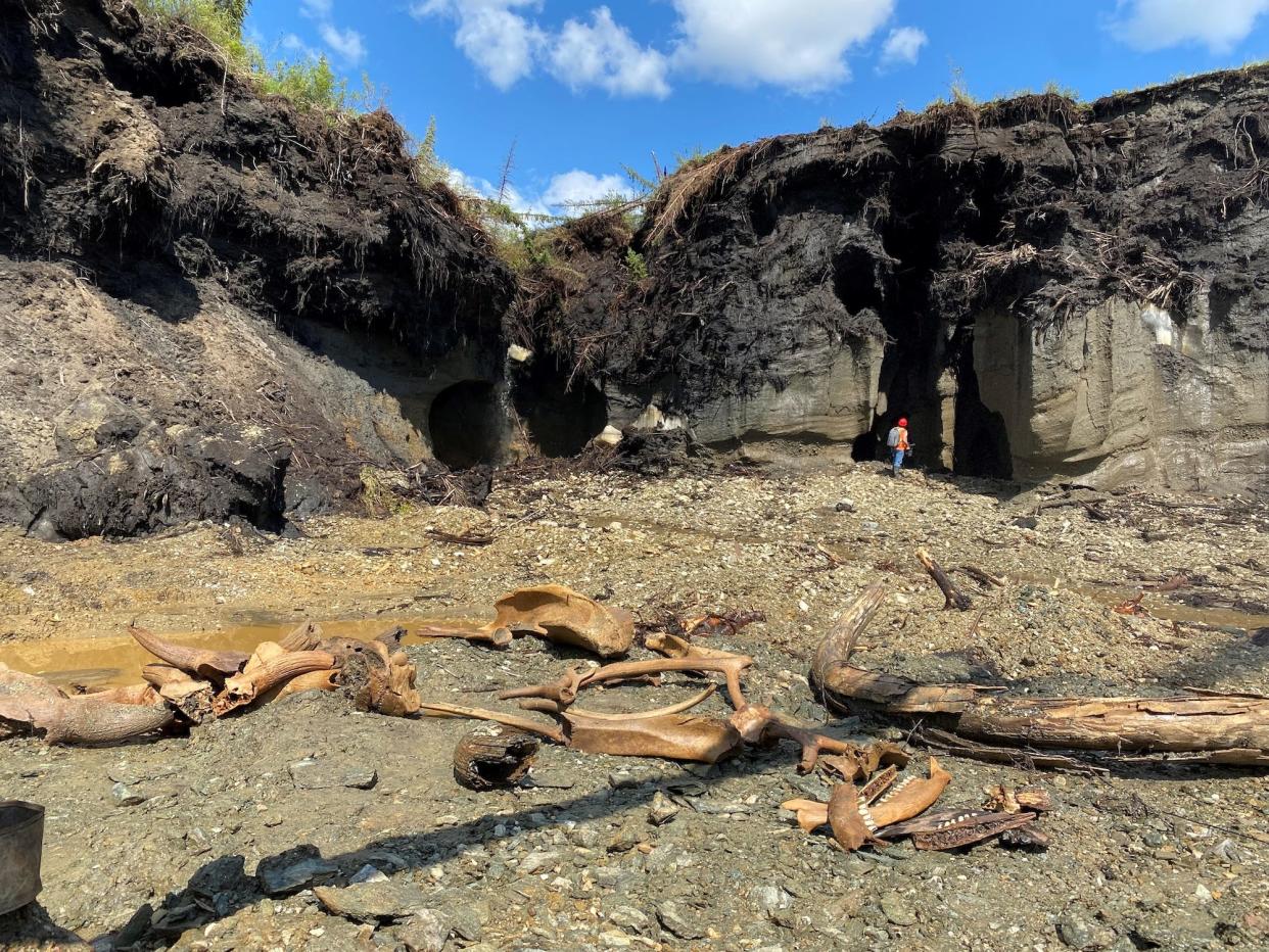 Large brown bones lie in the dirt in front of steep cliffs covered in roots.