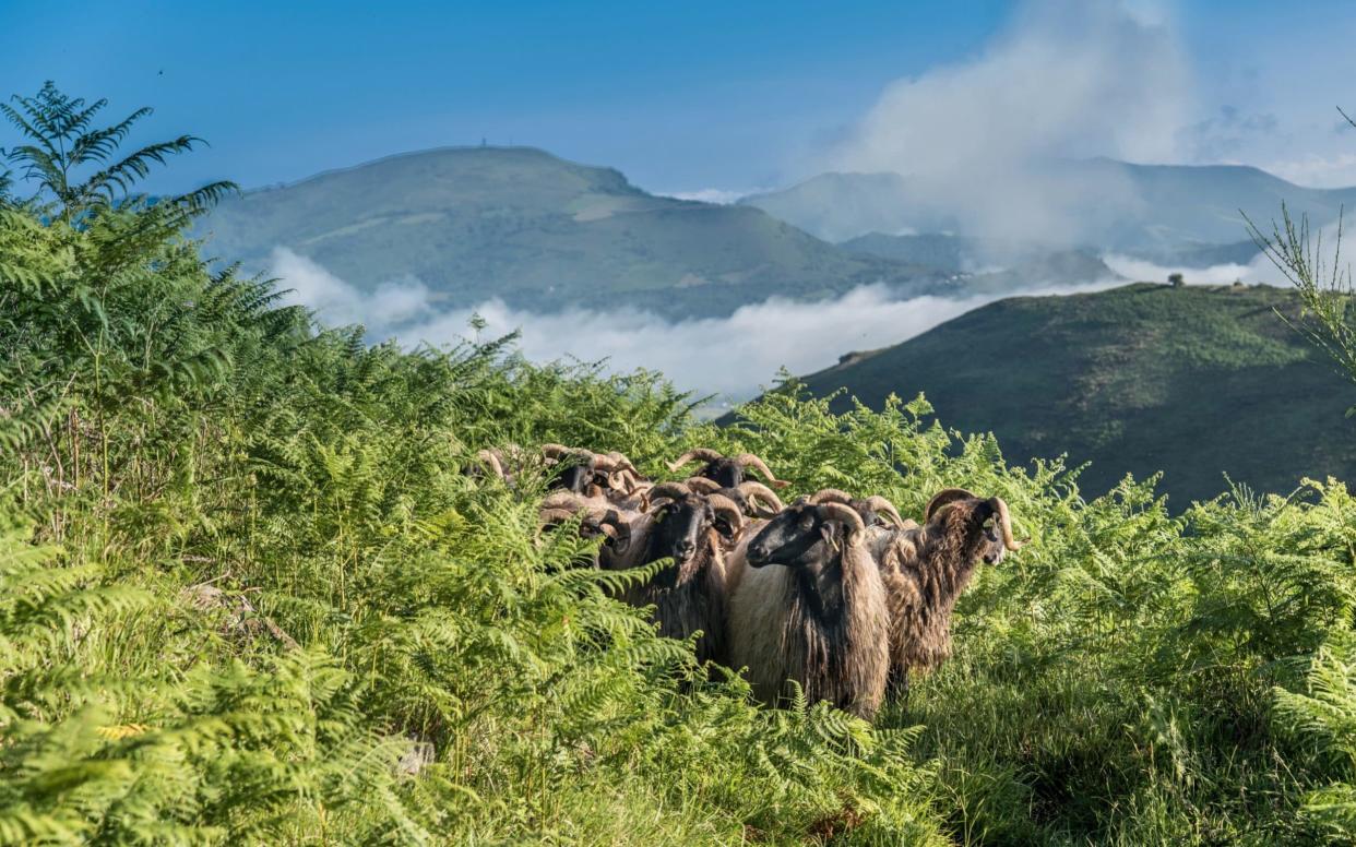Sheep in the Pyrenees where farmers say hundreds have been killed by bears - Universal Images Group Editorial