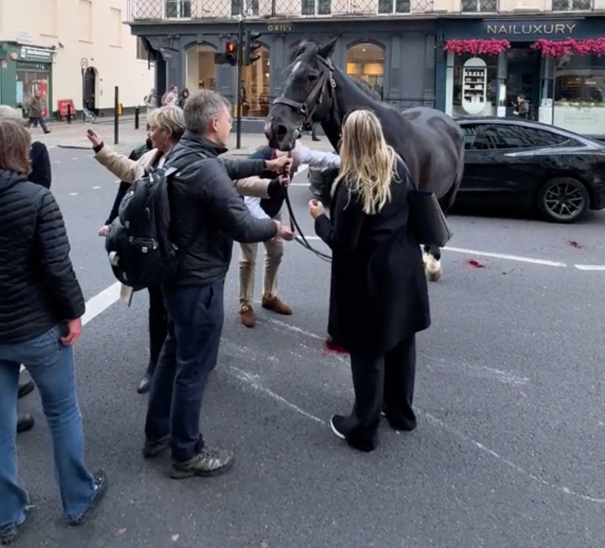 Members of the public calm down the horse in central London on Wednesday. (TikTok)