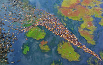 <p>The mosses and snails in the river provide the perfect habitat for the ducks. (Photo: Rafeur Rahman/Caters News) </p>