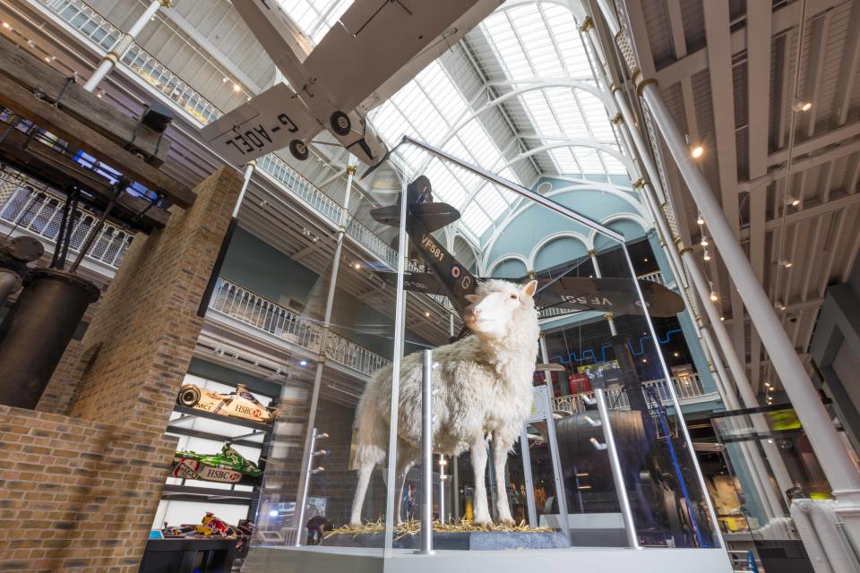 Dolly the sheep at the National Museum of Scotland (National Museum of Scotland/PA)