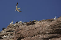A northern gannet looks to land with other members of the colony atop a cliff on Bonaventure Island in the Gulf of St. Lawrence off the coast of Quebec, Canada's Gaspe Peninsula, Monday, Sept. 12, 2022. Colony life is a crowded affair, as the birds nest barely a wingspan apart and fiercely guard their spots against intrusions by others. (AP Photo/Carolyn Kaster)