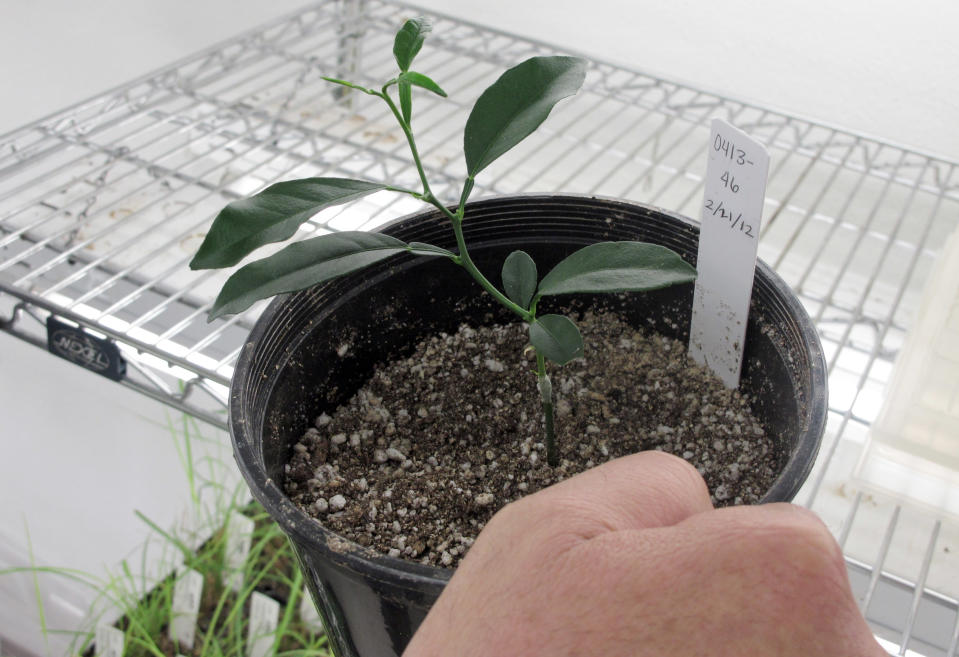 A "Hamlin" sweet orange tree carrying spinach genes grafted on a non-transgenic rootstock called Rough Lemon grows Wednesday, March 28, 2012, in a lab at the Texas AgriLife Research and Extension Center in Weslaco, Texas. Testing has shown the genetically enhanced citrus trees are immune to citrus greening, a disease that has ravaged the industry. (AP Photo/Christopher Sherman)