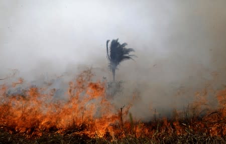 Tract of the Amazon jungle burns as it is cleared by loggers and farmers in Porto Velho