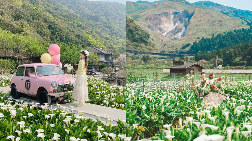 和海芋有場約會  陽明山4大美拍系海芋田你去過幾個