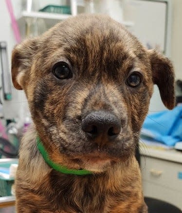 Einstein, one of many puppies available at the Oregon Coast Humane Society.