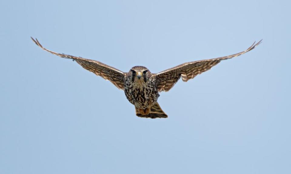 <span>Photograph: Philip Mugridge/Alamy</span>