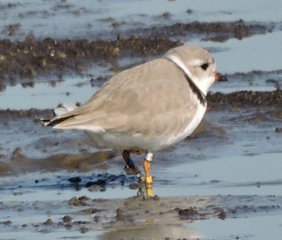 IndyStar file photo: A federally endangered piping plover at Goose Pond Fish and Wildlife Area in Linton.