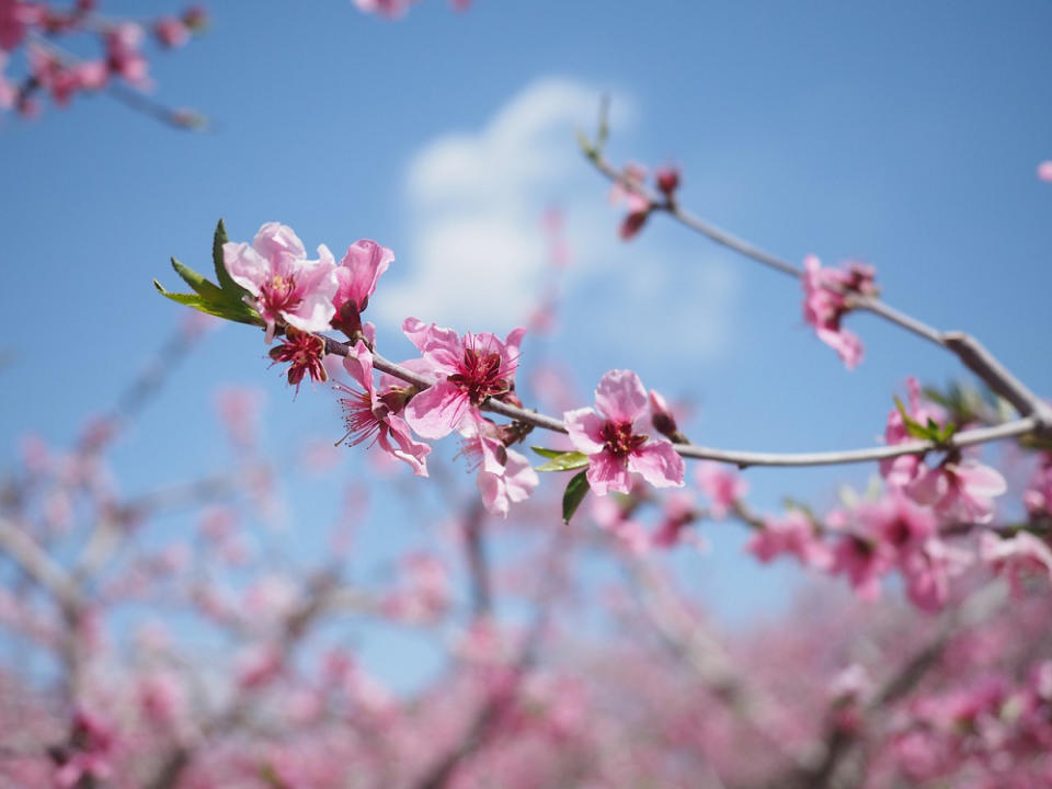 桃花(Photo Credit:suncf@pixabay.com, License CC0，圖片來源：https://pixabay.com/zh/photos/flower-peach-blossom-3393053/)