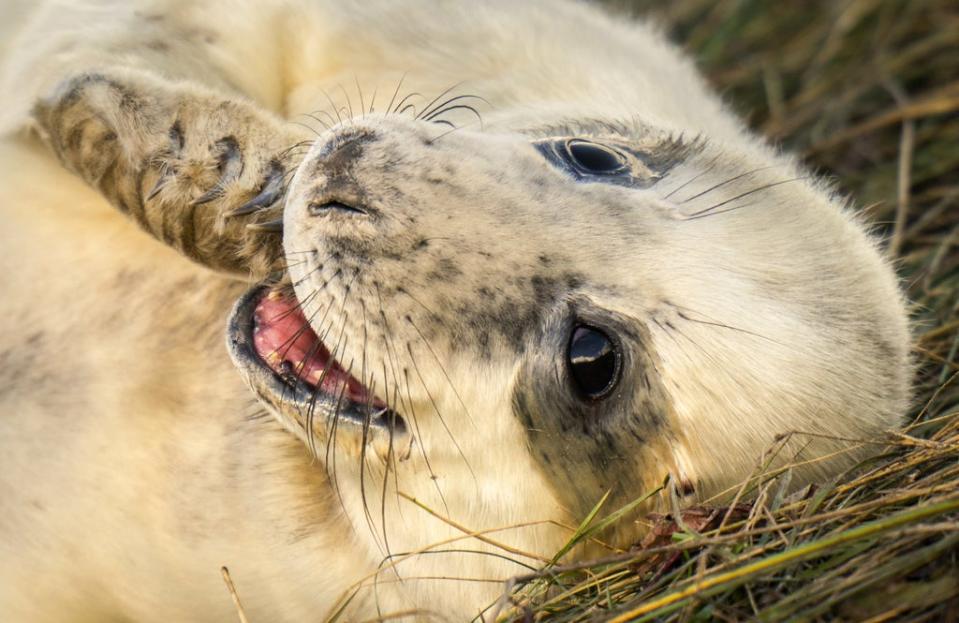 A grey seal pup (Danny Lawson/PA) (PA Wire)