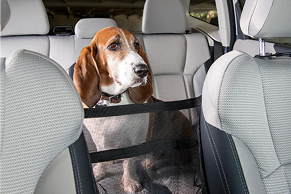 Dog in backseat behind car cache.