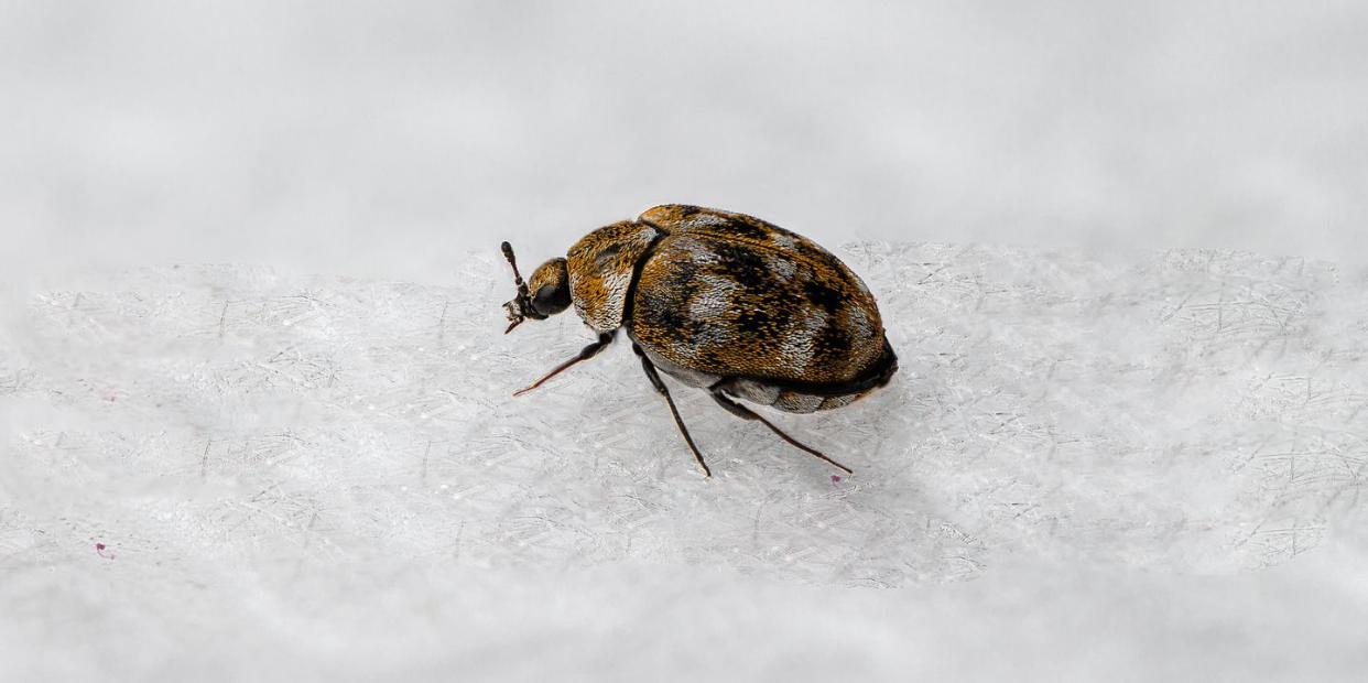 carpet beetles signs you have an infestation and how to get rid