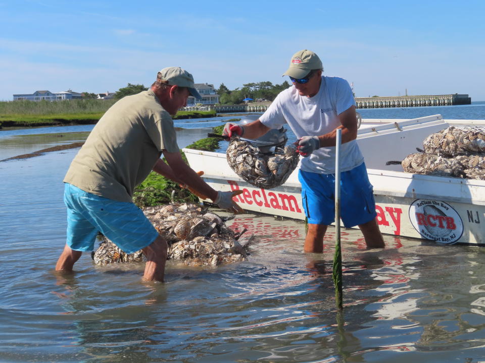 Workers place bags of shells containing baby oysters into the water in Beach Haven, N.J. on Aug. 19, 2022 as part of a project to stabilize the shoreline by establishing oyster colonies to blunt the force of incoming waves. (AP Photo/Wayne Parry)