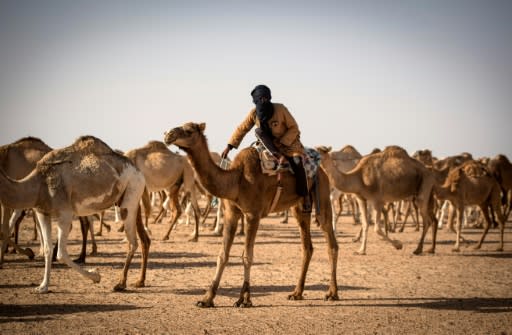 Dlimi follows GPS coordinates across the desert in a 4X4 vehicle to reach his camel herd