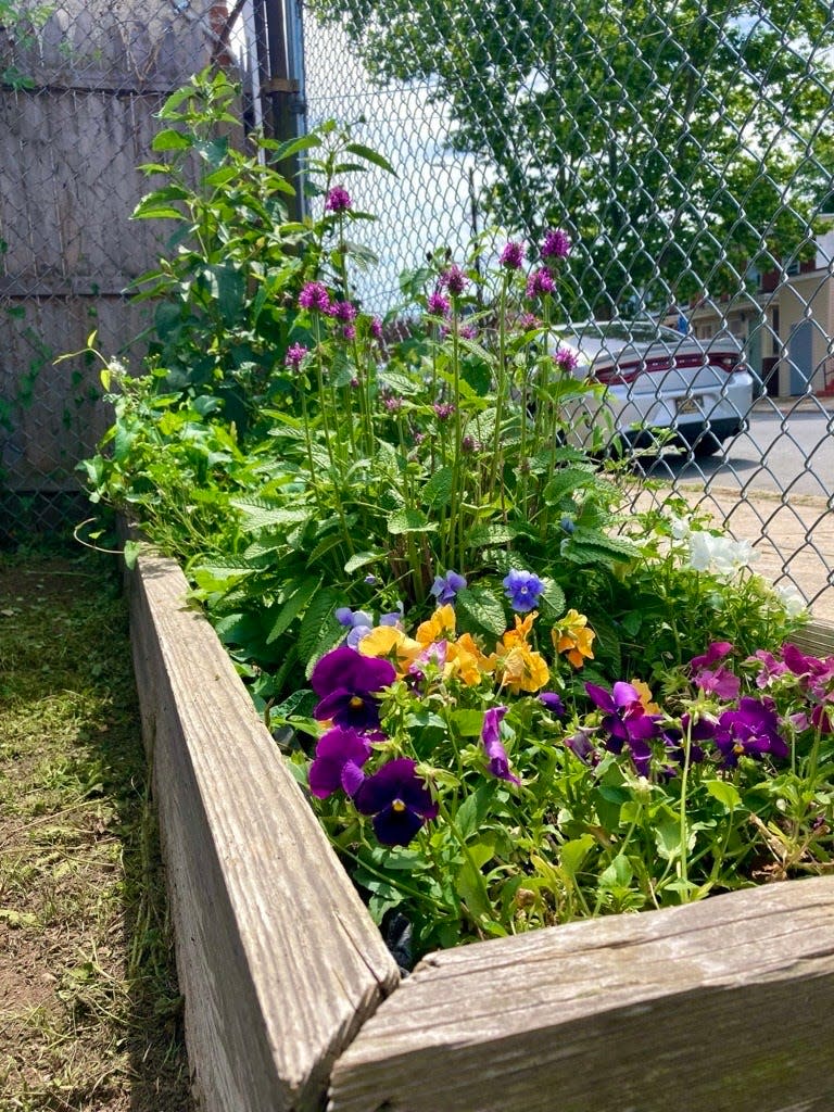 Native plants grow in raised beds in the Southbridge Community Garden in Wilmington, Delaware on June 2, 2024.