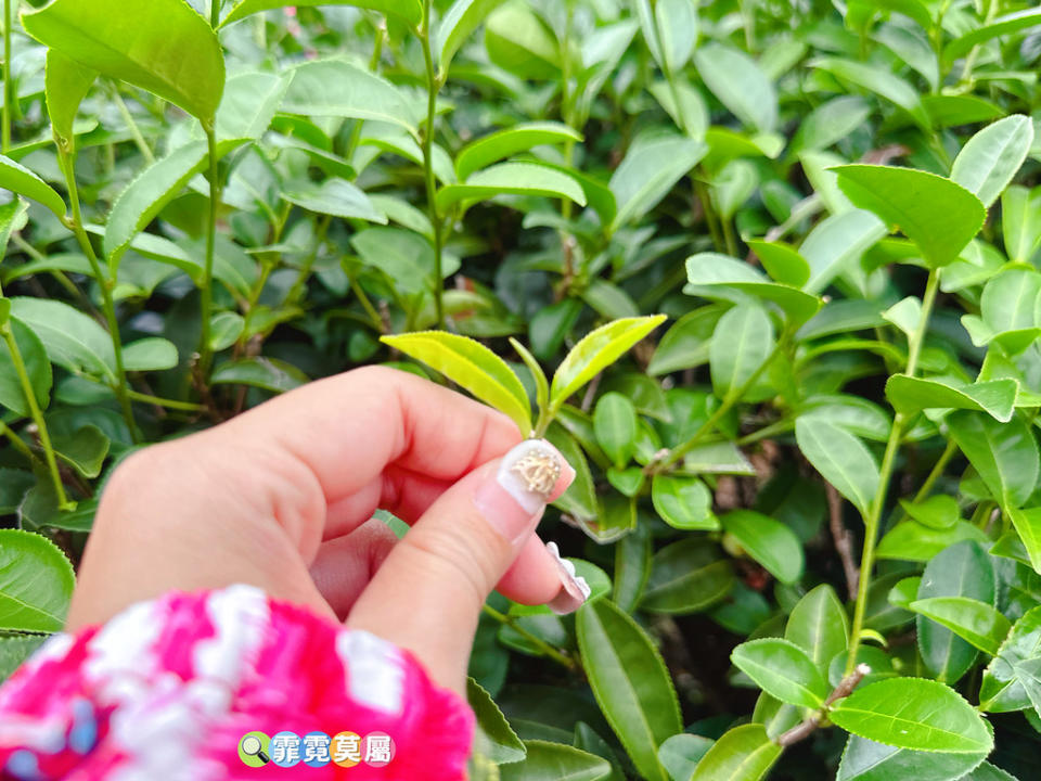 苗栗銅鑼茶廠