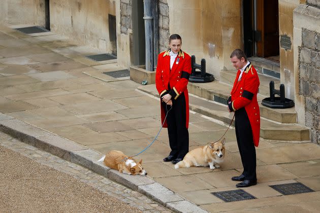 The royal corgis await the cortege on the day of the state funeral and burial of Britain's Queen Elizabeth, at Windsor Castle. (Photo: Peter Nicholls via Reuters)