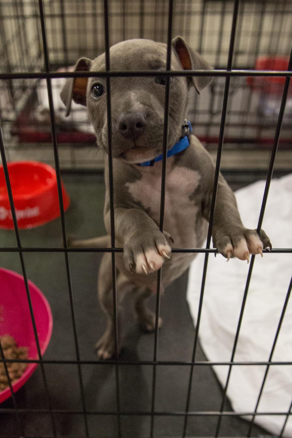 Animals rescued in the aftermath of Harvey