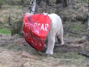 Watch out, Walker! The polar bear has fun with his Valentine's Day card.